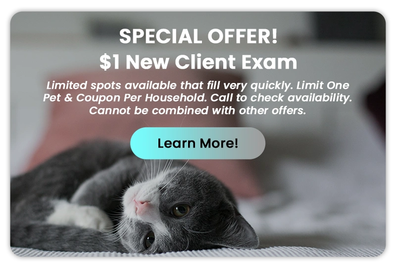 Special offer! $1 New Client Exam - Learn More!
